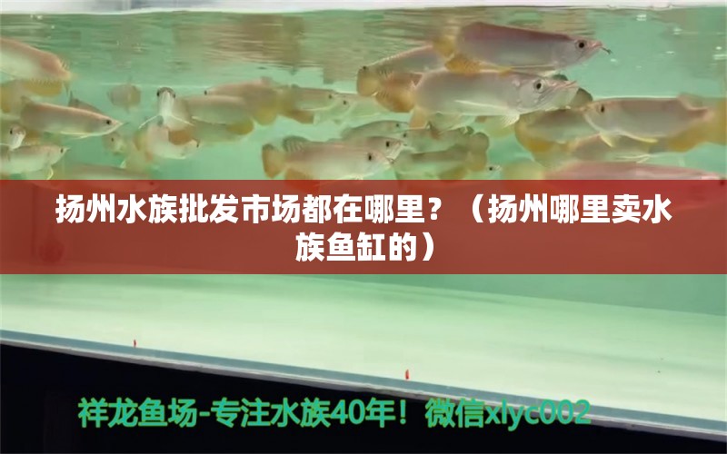 揚州水族批發(fā)市場都在哪里？（揚州哪里賣水族魚缸的） 熊貓異形魚L46