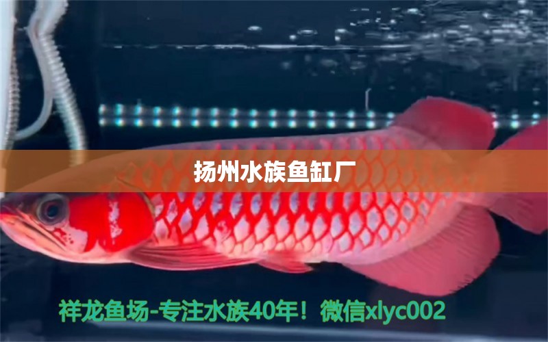 揚(yáng)州水族魚(yú)缸廠 其他品牌魚(yú)缸