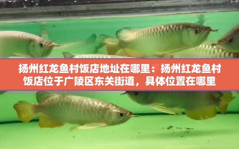 揚(yáng)州紅龍魚村飯店地址在哪里：揚(yáng)州紅龍魚村飯店位于廣陵區(qū)東關(guān)街道，具體位置在哪里 水族問(wèn)答