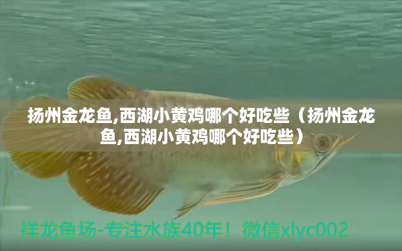 揚州金龍魚,西湖小黃雞哪個好吃些（揚州金龍魚,西湖小黃雞哪個好吃些） 斑馬狗頭魚