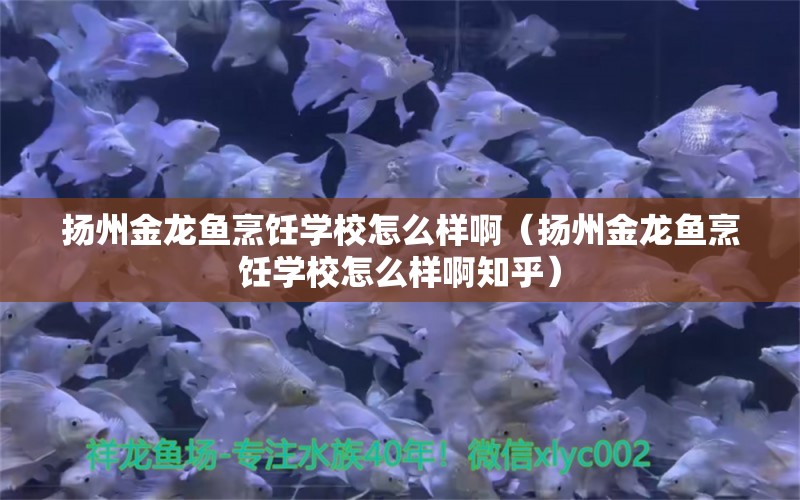 揚州金龍魚烹飪學校怎么樣?。〒P州金龍魚烹飪學校怎么樣啊知乎）