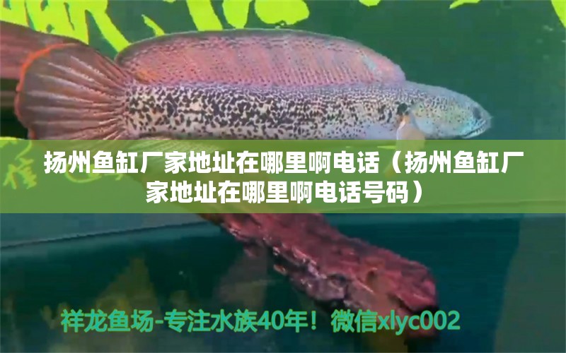 揚(yáng)州魚缸廠家地址在哪里啊電話（揚(yáng)州魚缸廠家地址在哪里啊電話號(hào)碼）