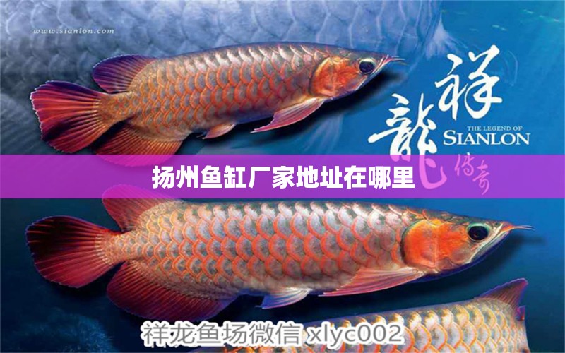 揚州魚缸廠家地址在哪里 祥龍魚場