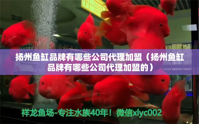 揚(yáng)州魚缸品牌有哪些公司代理加盟（揚(yáng)州魚缸品牌有哪些公司代理加盟的）