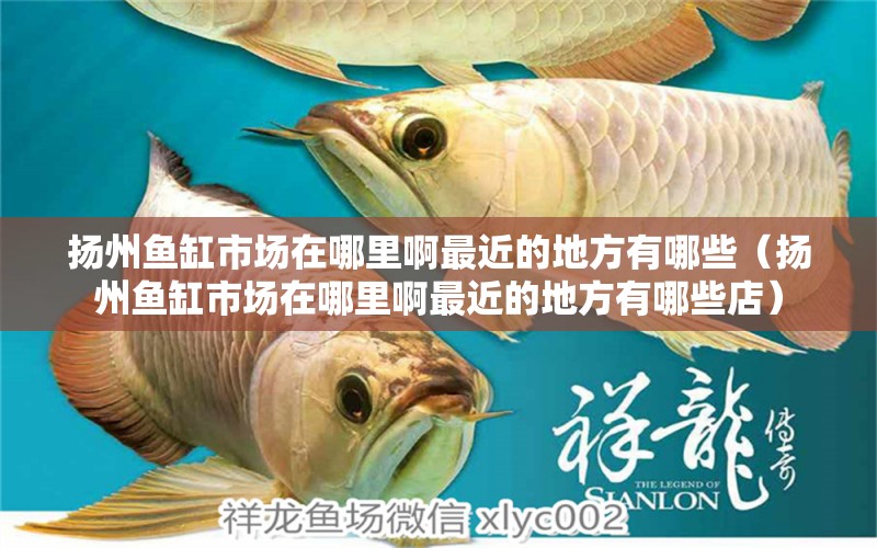 揚(yáng)州魚缸市場在哪里啊最近的地方有哪些（揚(yáng)州魚缸市場在哪里啊最近的地方有哪些店） 其他品牌魚缸