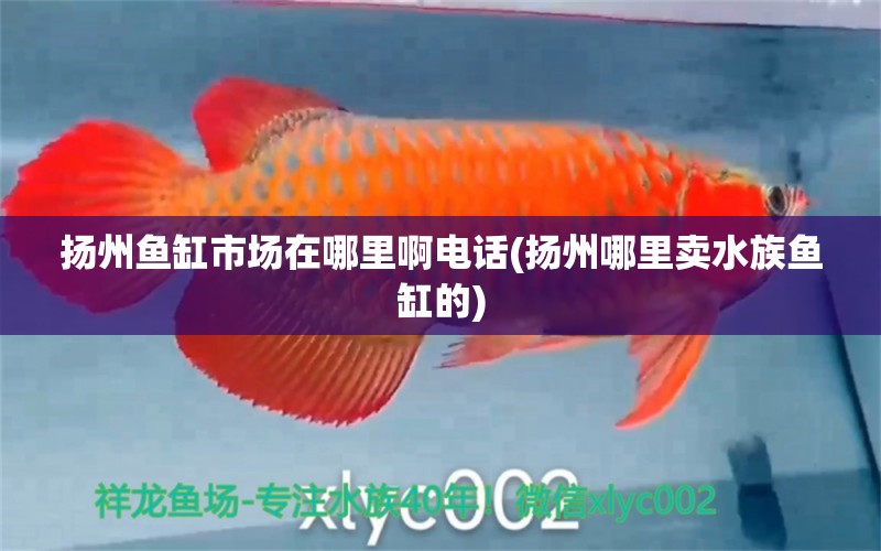 揚(yáng)州魚缸市場(chǎng)在哪里啊電話(揚(yáng)州哪里賣水族魚缸的) 廣州祥龍國際水族貿(mào)易