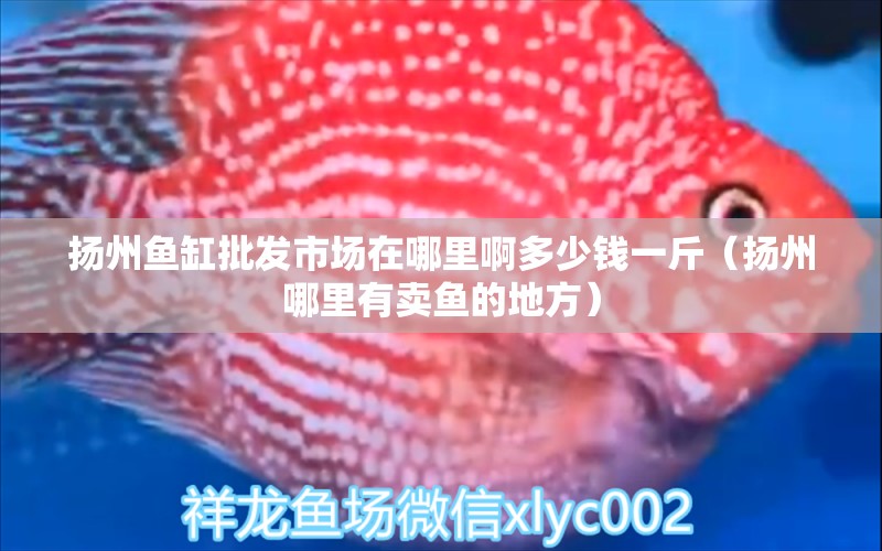 揚州魚缸批發(fā)市場在哪里啊多少錢一斤（揚州哪里有賣魚的地方） 其他品牌魚缸