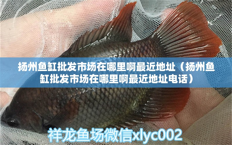 揚(yáng)州魚缸批發(fā)市場在哪里啊最近地址（揚(yáng)州魚缸批發(fā)市場在哪里啊最近地址電話） 其他品牌魚缸