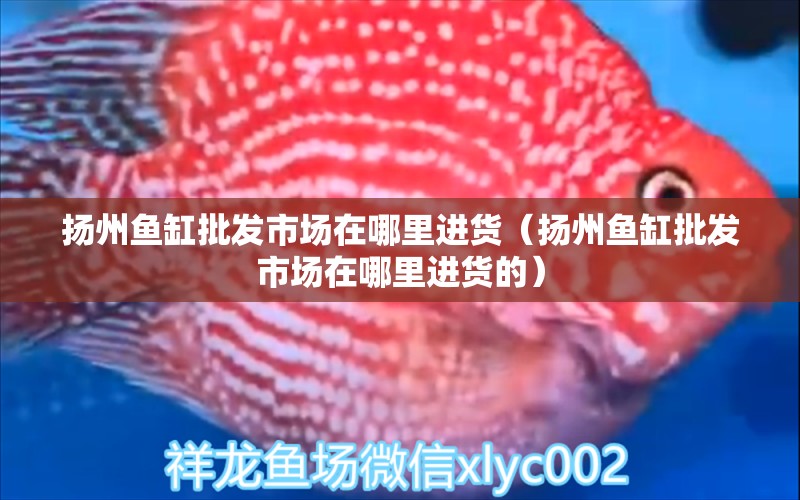 揚州魚缸批發(fā)市場在哪里進(jìn)貨（揚州魚缸批發(fā)市場在哪里進(jìn)貨的）