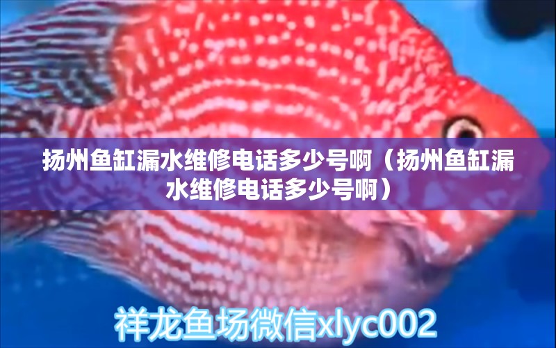 揚(yáng)州魚缸漏水維修電話多少號(hào)?。〒P(yáng)州魚缸漏水維修電話多少號(hào)?。? title=