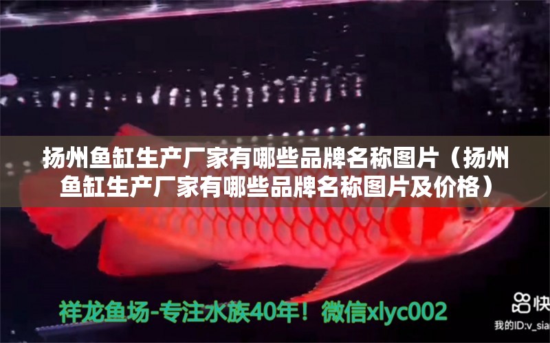 揚州魚缸生產廠家有哪些品牌名稱圖片（揚州魚缸生產廠家有哪些品牌名稱圖片及價格） 粗線銀版魚苗