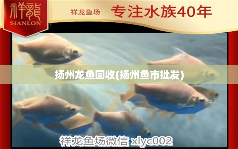 揚(yáng)州龍魚回收(揚(yáng)州魚市批發(fā)) 白子球鯊魚