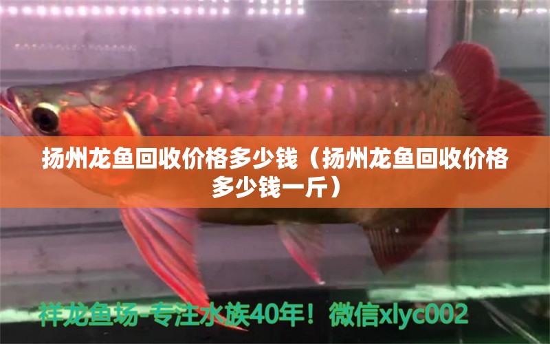 揚州龍魚回收價格多少錢（揚州龍魚回收價格多少錢一斤）