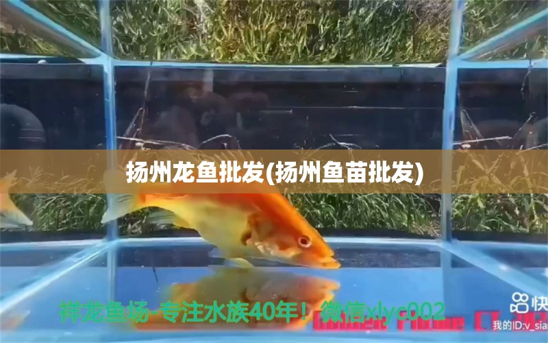 揚(yáng)州龍魚(yú)批發(fā)(揚(yáng)州魚(yú)苗批發(fā)) 龍魚(yú)批發(fā) 第1張