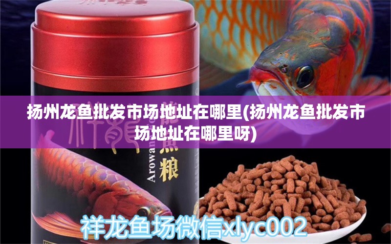 揚州龍魚批發(fā)市場地址在哪里(揚州龍魚批發(fā)市場地址在哪里呀) 龍魚批發(fā)