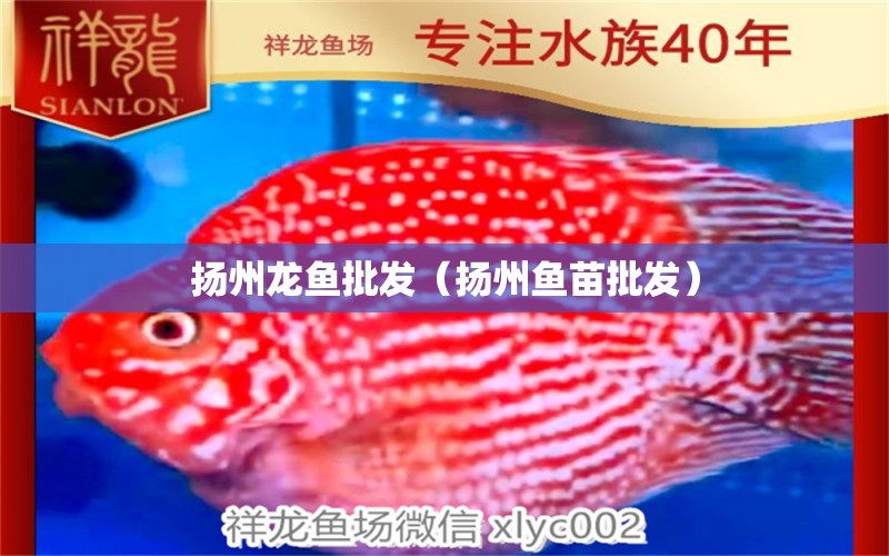 揚(yáng)州龍魚批發(fā)（揚(yáng)州魚苗批發(fā)） 龍魚批發(fā)