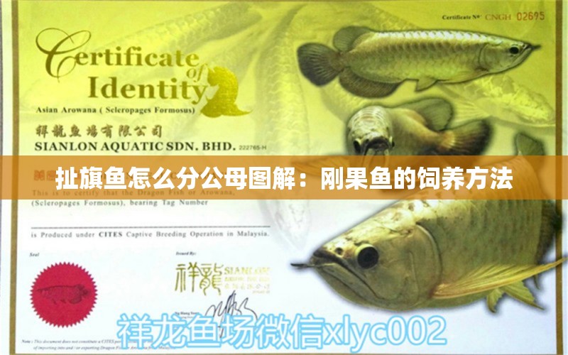 扯旗魚怎么分公母圖解：剛果魚的飼養(yǎng)方法