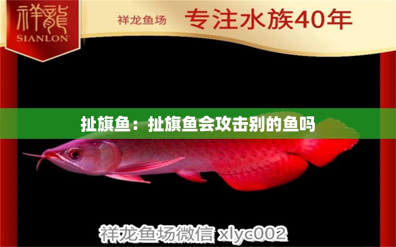 扯旗魚：扯旗魚會(huì)攻擊別的魚嗎 銀龍魚