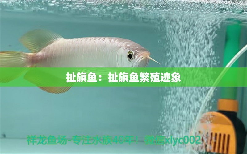 扯旗魚：扯旗魚繁殖跡象