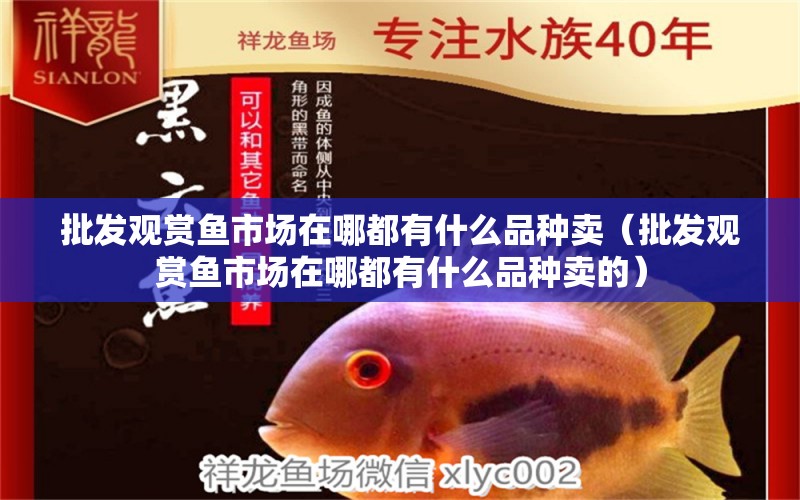 批發(fā)觀賞魚市場在哪都有什么品種賣（批發(fā)觀賞魚市場在哪都有什么品種賣的）