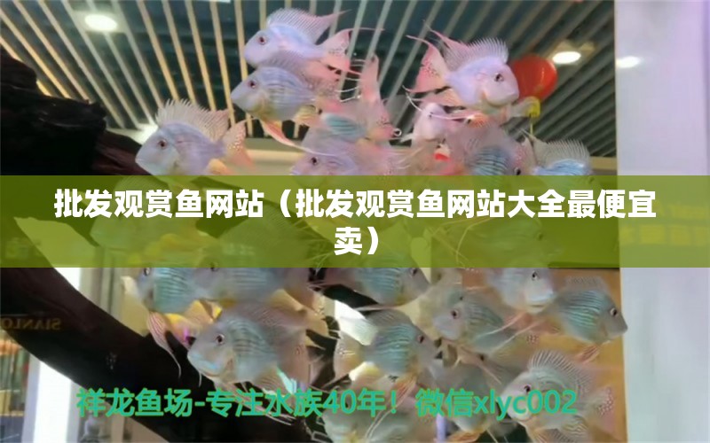 批發(fā)觀賞魚網(wǎng)站（批發(fā)觀賞魚網(wǎng)站大全最便宜賣） 廣州龍魚批發(fā)市場