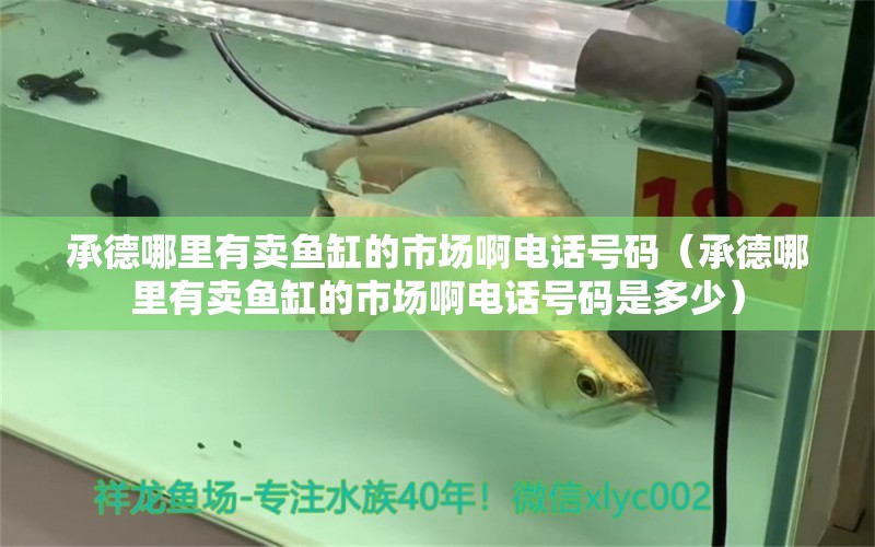 承德哪里有賣(mài)魚(yú)缸的市場(chǎng)啊電話號(hào)碼（承德哪里有賣(mài)魚(yú)缸的市場(chǎng)啊電話號(hào)碼是多少） 豬鼻龜