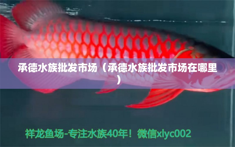 承德水族批發(fā)市場（承德水族批發(fā)市場在哪里） 觀賞魚水族批發(fā)市場