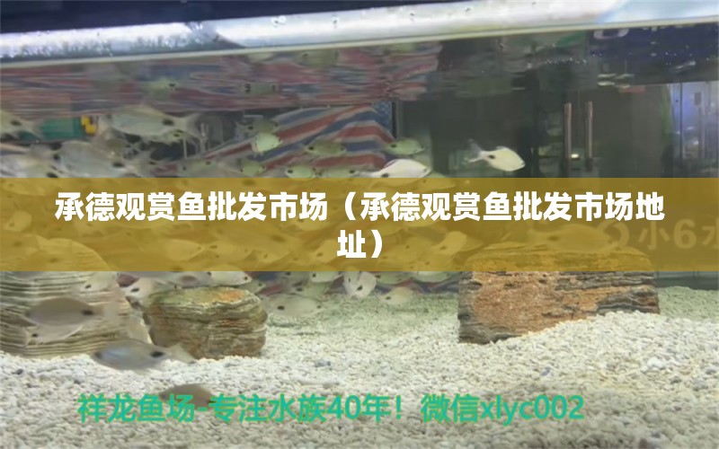 承德觀賞魚批發(fā)市場(chǎng)（承德觀賞魚批發(fā)市場(chǎng)地址） 觀賞魚批發(fā)