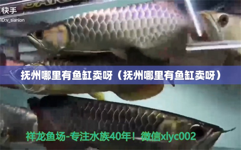 撫州哪里有魚缸賣呀（撫州哪里有魚缸賣呀） 其他品牌魚缸