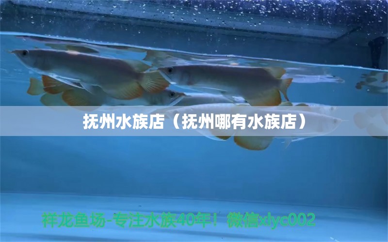 撫州水族店（撫州哪有水族店） 觀賞魚(yú)市場(chǎng)