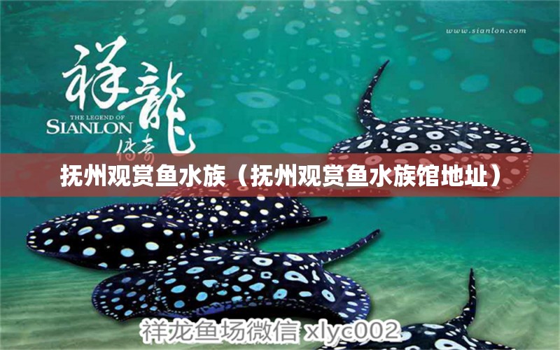 撫州觀賞魚水族（撫州觀賞魚水族館地址） 祥龍水族醫(yī)院