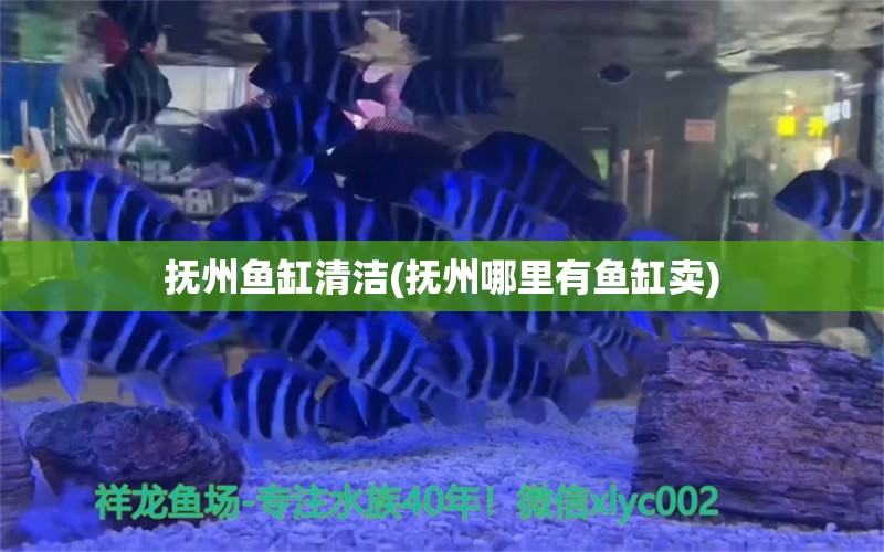 撫州魚缸清潔(撫州哪里有魚缸賣)