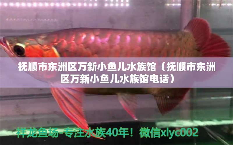 撫順市東洲區(qū)萬新小魚兒水族館（撫順市東洲區(qū)萬新小魚兒水族館電話） 全國水族館企業(yè)名錄