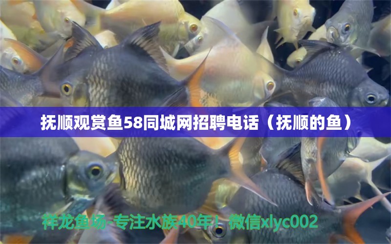 撫順觀賞魚58同城網(wǎng)招聘電話（撫順的魚）