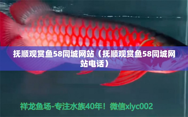 撫順觀賞魚58同城網(wǎng)站（撫順觀賞魚58同城網(wǎng)站電話） 稀有金龍魚