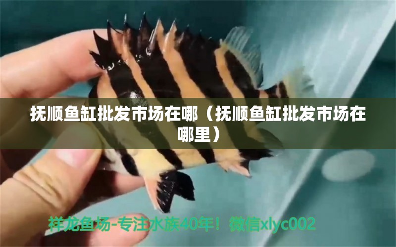 撫順魚(yú)缸批發(fā)市場(chǎng)在哪（撫順魚(yú)缸批發(fā)市場(chǎng)在哪里） 其他品牌魚(yú)缸