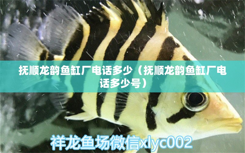 撫順龍韻魚缸廠電話多少（撫順龍韻魚缸廠電話多少號） 祥龍水族醫(yī)院