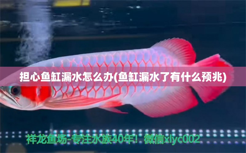 擔(dān)心魚(yú)缸漏水怎么辦(魚(yú)缸漏水了有什么預(yù)兆) 新加坡號(hào)半紅龍魚(yú)（練手級(jí)紅龍魚(yú)） 第1張