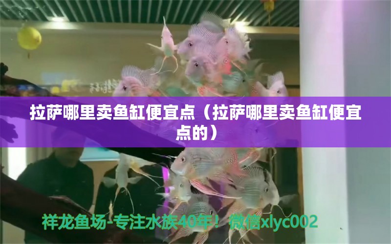 拉薩哪里賣魚缸便宜點（拉薩哪里賣魚缸便宜點的） 祥龍水族醫(yī)院