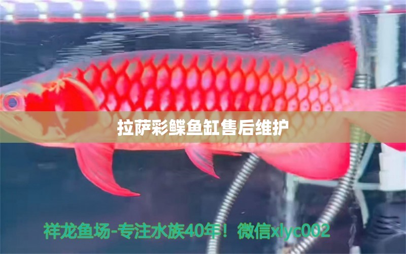 拉薩彩鰈魚缸售后維護 彩鰈魚缸（彩蝶魚缸）