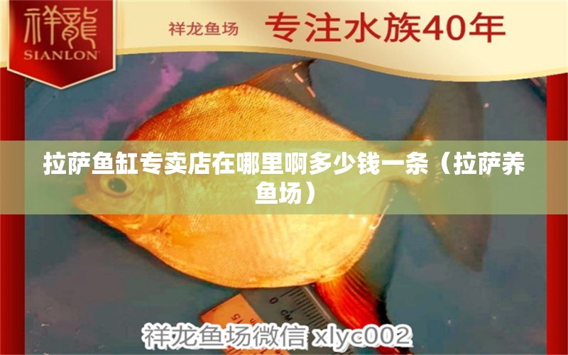 拉薩魚(yú)缸專賣店在哪里啊多少錢(qián)一條（拉薩養(yǎng)魚(yú)場(chǎng)）