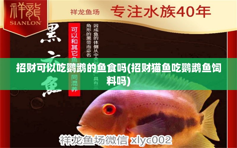 招財(cái)可以吃鸚鵡的魚(yú)食嗎(招財(cái)貓魚(yú)吃鸚鵡魚(yú)飼料嗎) 鸚鵡魚(yú)