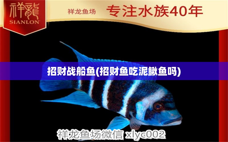 招財戰(zhàn)船魚(招財魚吃泥鰍魚嗎) 招財戰(zhàn)船魚