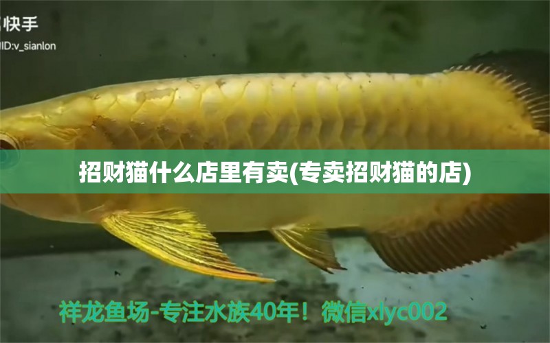 招財(cái)貓什么店里有賣(專賣招財(cái)貓的店) 錦鯉池魚池建設(shè)