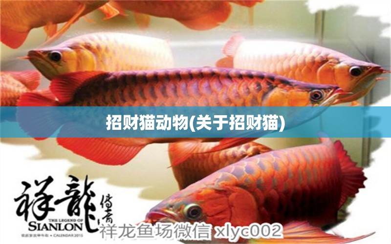 招財(cái)貓動(dòng)物(關(guān)于招財(cái)貓) 養(yǎng)魚(yú)知識(shí)