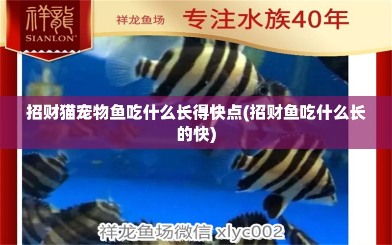 招財貓寵物魚吃什么長得快點(招財魚吃什么長的快) 蘇虎苗（蘇門答臘虎魚苗） 第1張