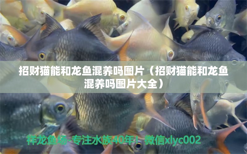 招財貓能和龍魚混養(yǎng)嗎圖片（招財貓能和龍魚混養(yǎng)嗎圖片大全） 龍魚芯片掃碼器