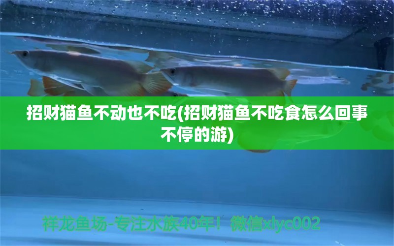 招財貓魚不動也不吃(招財貓魚不吃食怎么回事不停的游) 白化火箭魚