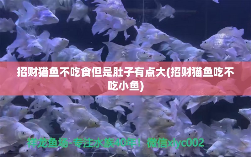 招財(cái)貓魚(yú)不吃食但是肚子有點(diǎn)大(招財(cái)貓魚(yú)吃不吃小魚(yú)) 非洲金鼓魚(yú)