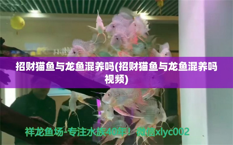 招財貓魚與龍魚混養(yǎng)嗎(招財貓魚與龍魚混養(yǎng)嗎視頻) 斑馬狗頭魚